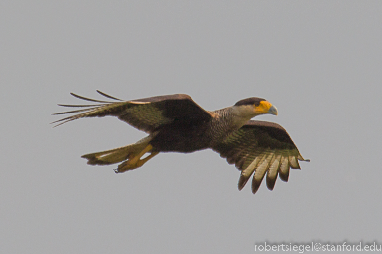 southern crested caracara